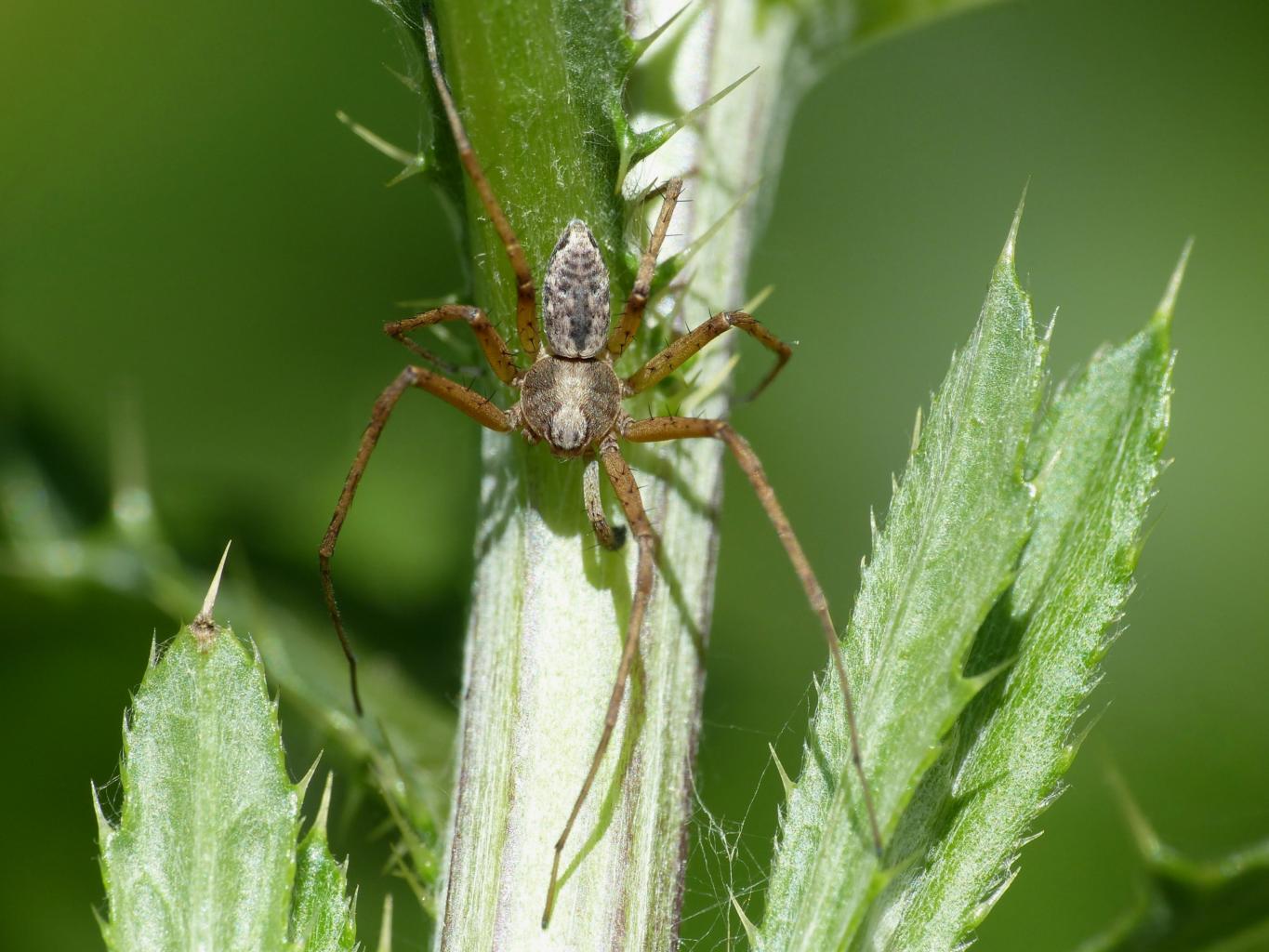 Coppia di Philodromus sp. - Bologna